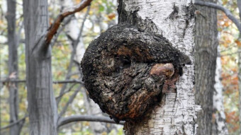 Chaga (Inonotus Obliquus) - medicinal mushroom
