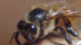 Bee Cluster:  Colonies Viewed in Infrared