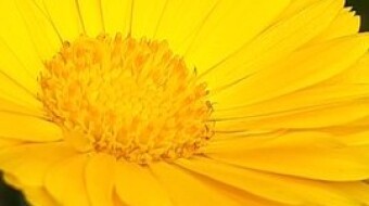 Flower Photography.