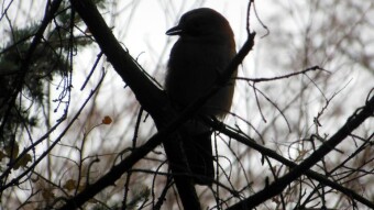 Visit of my favorite friend, i.e. jays and bad air condition - My Actifit Report Card: November 30 2022