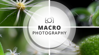 Macro Photography Session | Xerophilia Plant