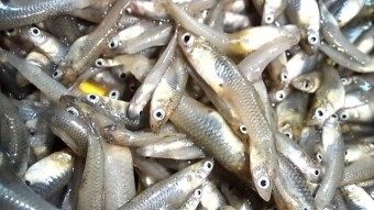 Small Fish photography