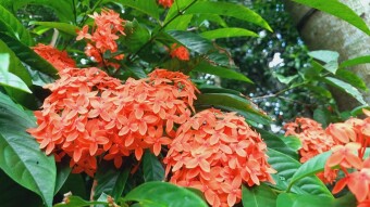 Rongon flower photography.