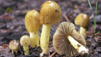 Mushrooms occurring in Europe - Bolbitius titubans var. titubans