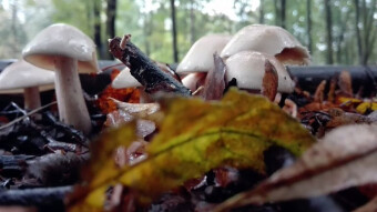 Little-known edible mushrooms - Ivory waxy cap