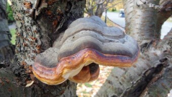 In search of supernatural phenomena - park mushrooms - A Red-belted conk and an unidentified mushroom
