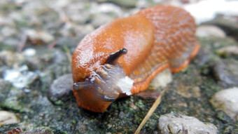 Naked snail, or Lusitan snail - a dangerous pest in our gardens.