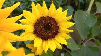 Sunflower Photography.