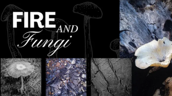 Fire and Fungi