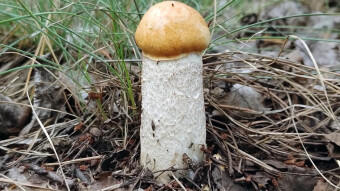 The red-capped scaber stalk and other surprises in the September forest