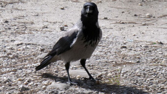 Crows dominate the bird feeder