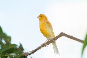 Poem:  My Little Bird