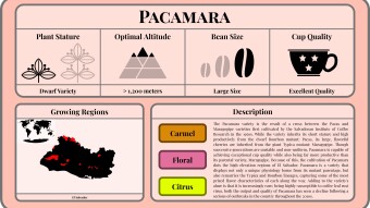 Conscious Caffeine #19 - Pacamara