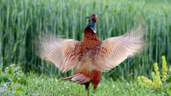 Like an ordinary pheasant, but still extraordinarily beautiful
