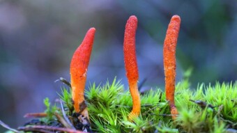 Cordyceps militaris - medicinal mushroom, the name obliges