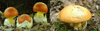 Mushrooms occurring in Europe - Amanita caesarea