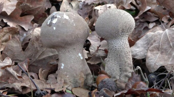 Pestle puffball or long-stemmed puffball - unusual edible mushroom
