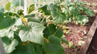 Greenhouse update july