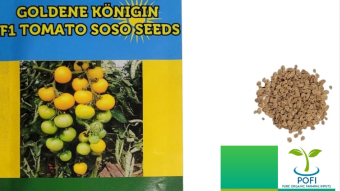 Golden Königin is a premium golden tomato valued for its dependable, large yields and delicious, sweet flavour.
