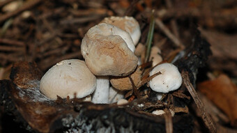 Mushrooms occurring in Europe - Asterophora lycoperdoides