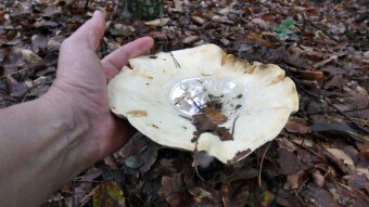 Leucopaxillus giganteus - healing properties of mushrooms