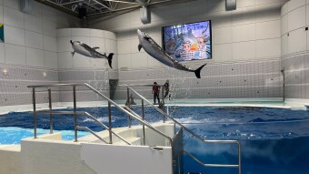 Adaptations of Dolphins