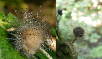 Mushrooms occurring in Europe - Spinellus fusiger