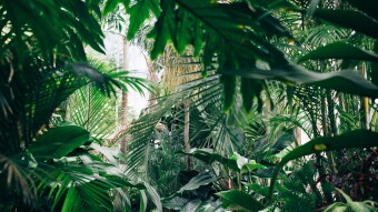 The Earth Species
