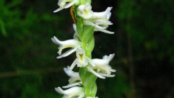October Lady's-tresses (Spiranthes ovalis var. erostellata)