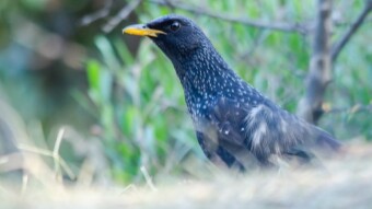 Blue Whistling Thrush - Birding / Wildlife