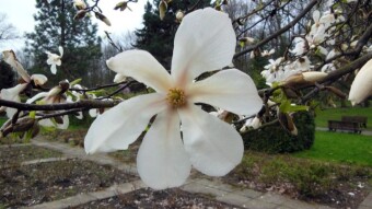 Spring bloom of Magnolia trees in my favorite Silesian Park