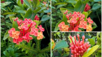 Rongon flower photography