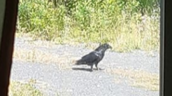 I chose to listen: Ravencoin and messages from the other side