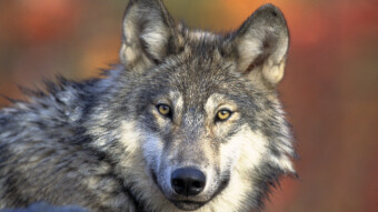 Somebody Roused My Inner Wolf from Hibernation: A Primal Tale