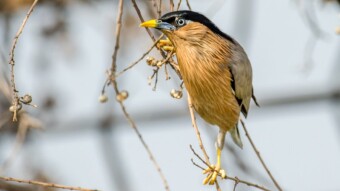 Brahminy Starling - Birding / Wildlife