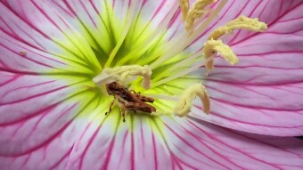 Pink Evening Primrose with Grasshopper