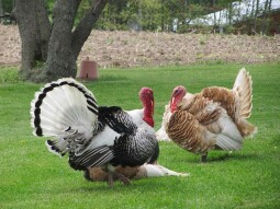 A Story you'd love to read about a Turkey