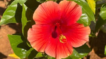 A piece of Heaven - The Home Garden