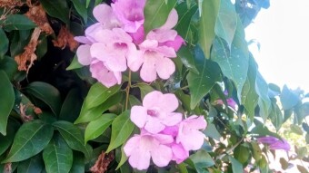 Garlic vine