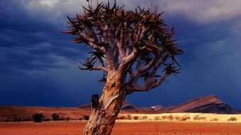 The Mental Health Frontier