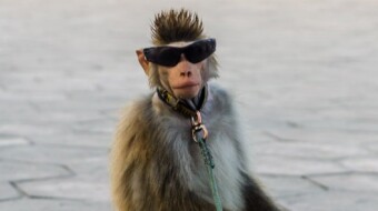 Street Entertainer with Monkey