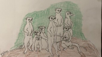 Meerkats to celebrate my many August adventures