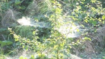 River Hiking - Rio Schiaviroli (Northen Italy)  (part 1-tangled vegetation)