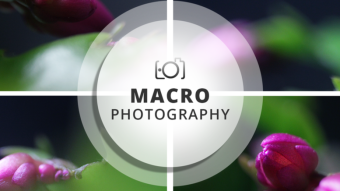 Macro Photography Session | Purple contrasts