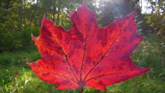 Red card for previous days - we say STOP in autumn! - But today it was finally possible to walk normally - My Actifit Report Card: October 4 2022