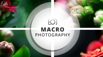 Macro Photography Session | Happy happy Red ;)