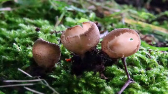 Greater Toothed Cup - a small forest beauty