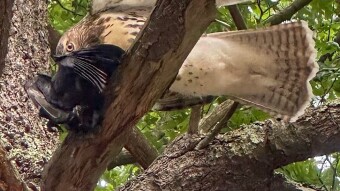 Hawk vs Crow