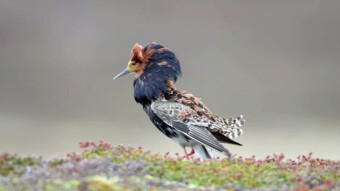 Ruff Bird, courage and bravery above all