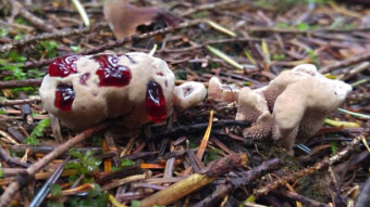 Hydnellum peckii Banker - unusual mushrooms